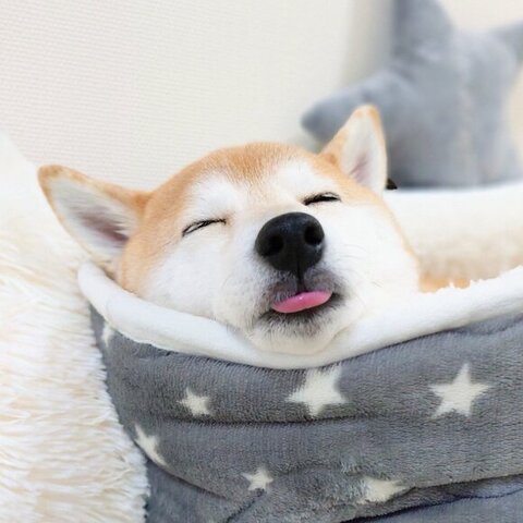 舌を出すチャーミーちゃん