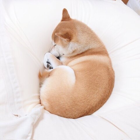 寝てるチャーミーちゃん