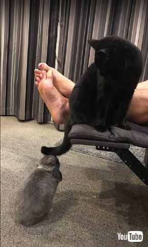 ウサギをからかう猫