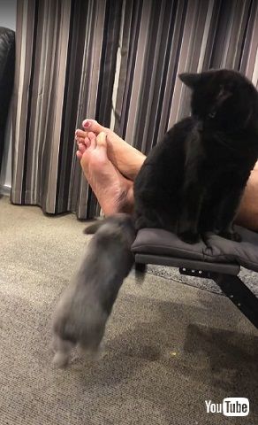 怒ったウサギと逃げる猫