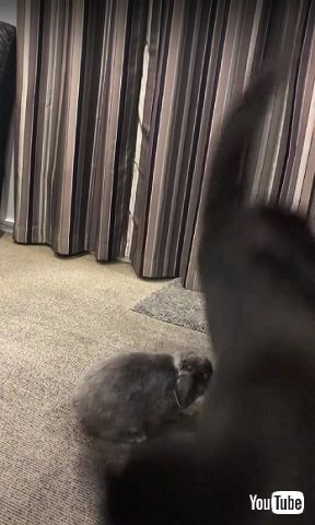 反撃するウサギと驚く猫