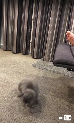 猫を追いかけるウサギ