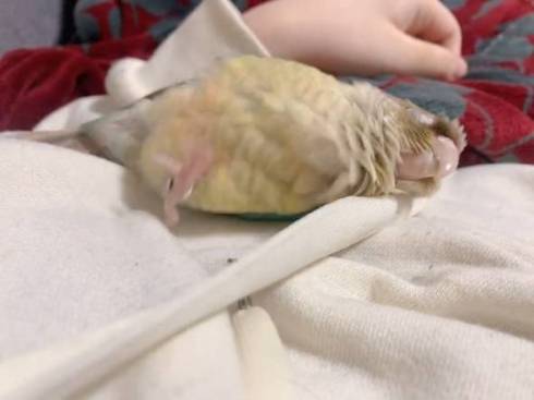 ひっくり返る鳥