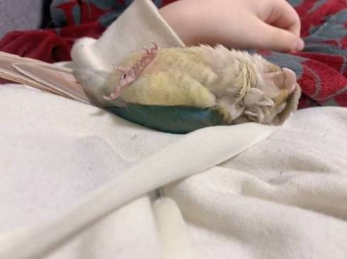 あおむけになる鳥