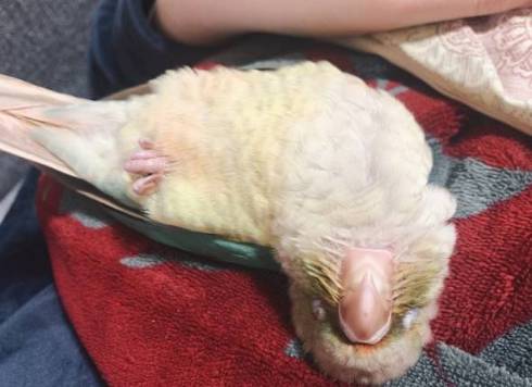 あおむけに寝る鳥