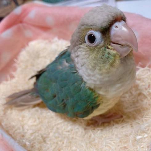 鳥の横顔かわいい