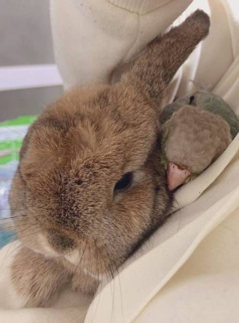 ウサギの上で寝る鳥