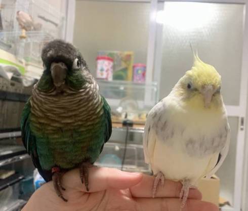 ウロコインコとオカメインコ