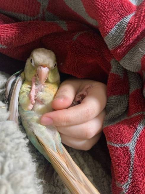 くつろぐウロコインコ