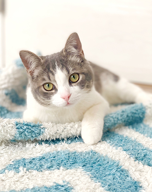 イケメン猫