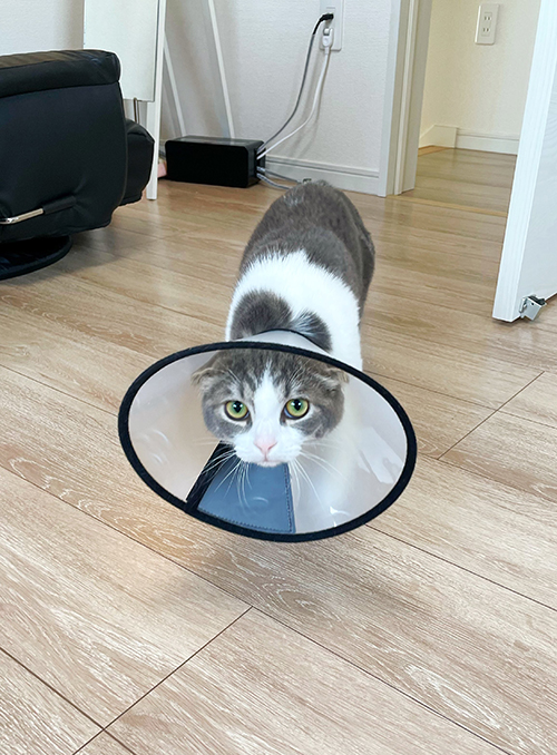 しょんぼり猫