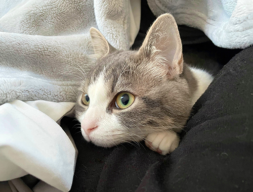 お布団に潜りこんできた猫