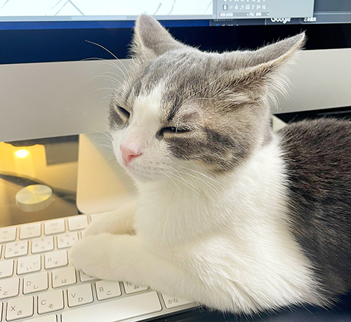 お眠りになった猫