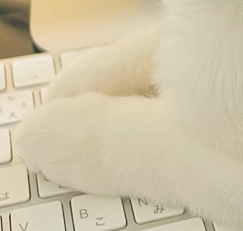猫ちゃんの前足