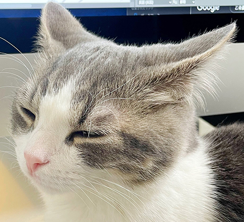 猫ちゃんのお顔