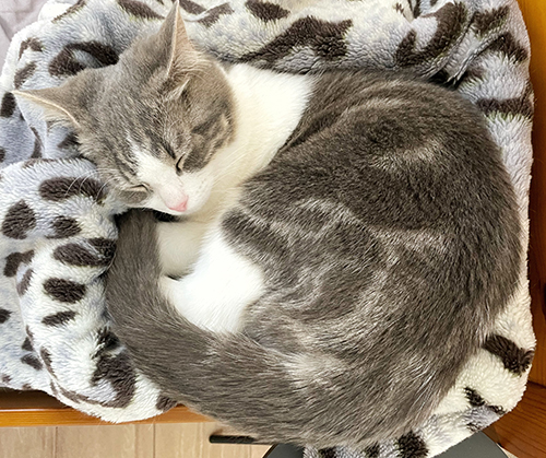 丸くなって眠る猫