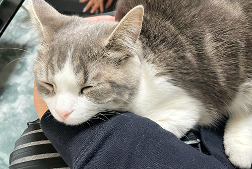 甘える猫