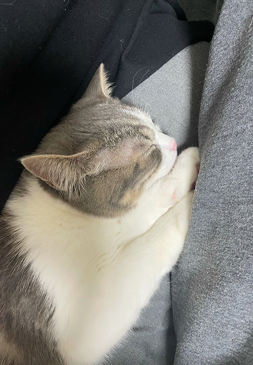 2人を独占する猫