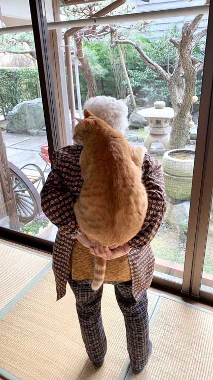 おばあちゃんと猫