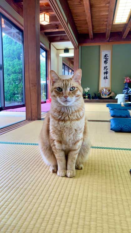 茶トラ猫ちゃんの表情