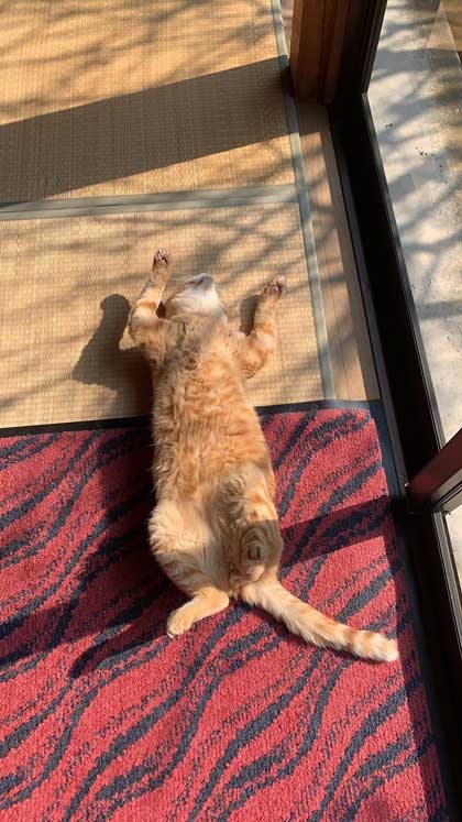 猫ちゃんのへそ天