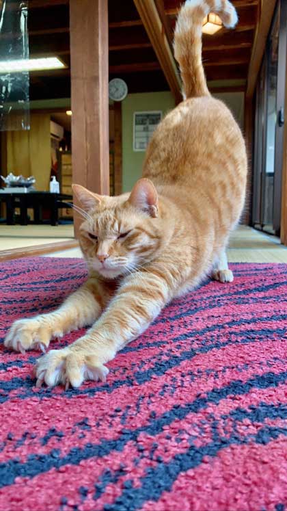 伸びる猫ちゃんの写真