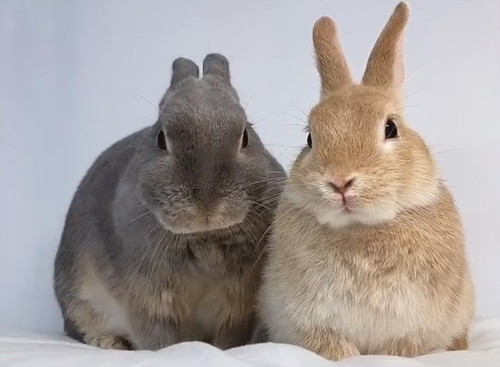 自分からはまりにっちゃうおうじくん