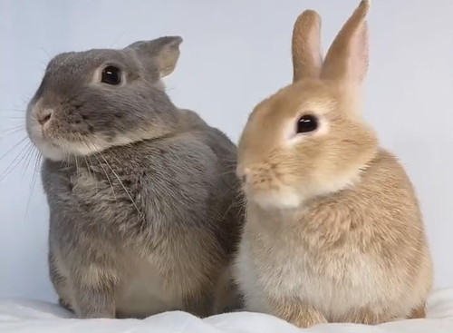 横を向くひめちゃん