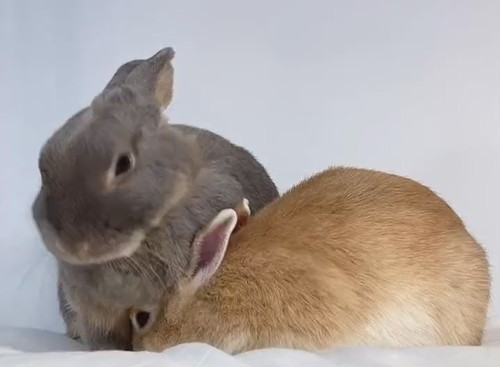 気にしないひめちゃん