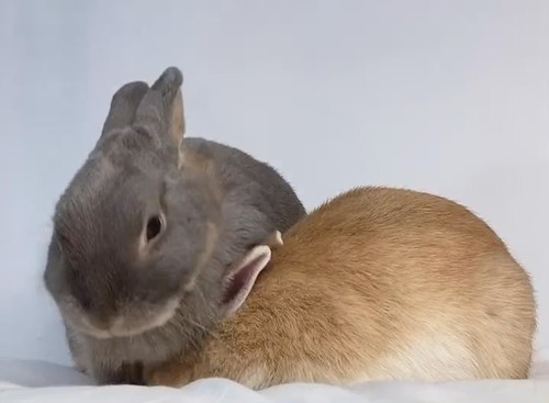 はまるおうじくん