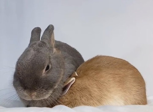 自分からはまりにっちゃうおうじくん