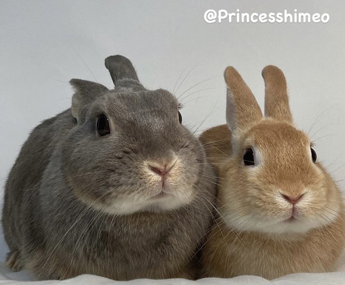 まったりするひめちゃんとおうじくん