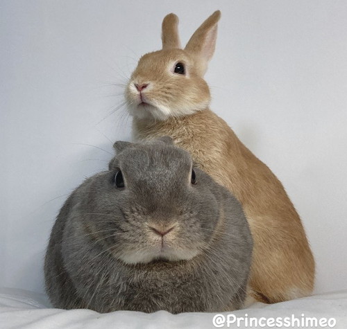 モデルポーズなひめちゃんとおうじくん