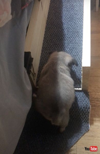 スロープをのぼる子犬