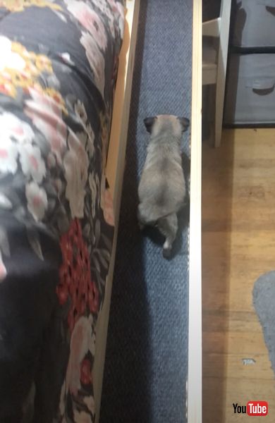 スロープを登る子犬