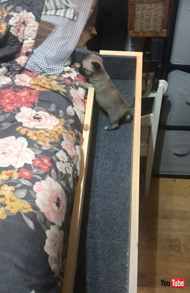 ベッドにたどりつきそうな子犬