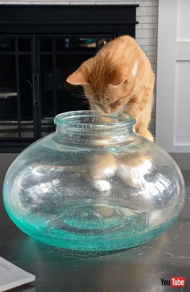 小さいボウルに入ろうとする猫