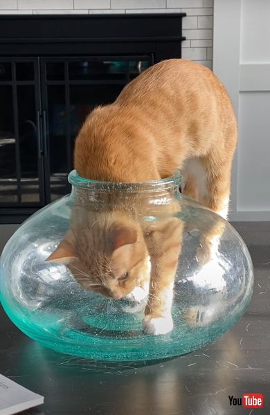 小さいボウルに入る猫