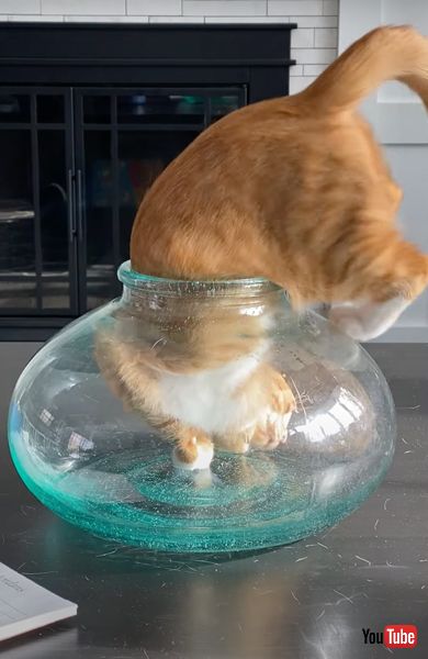 小さいボウルに頭から突っ込む猫