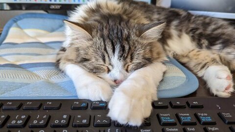 デスクで寝るまるちゃん