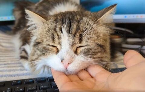 手にあごをのせて目をつめるまる。くん