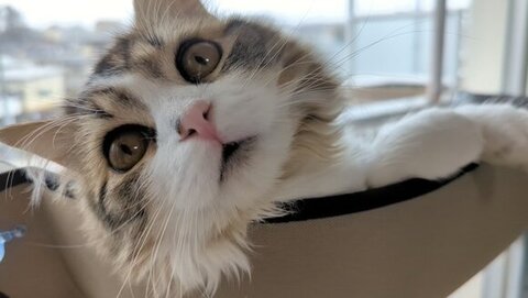 口をあけて見上げるまる。くん