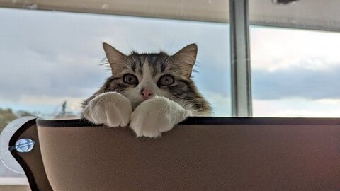 手をそろえるまるちゃん