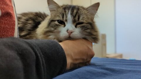グーの手にアゴをのせるまる。くん
