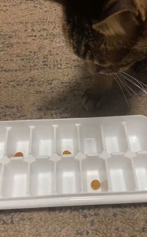おもちゃを見るにゃんちゃん