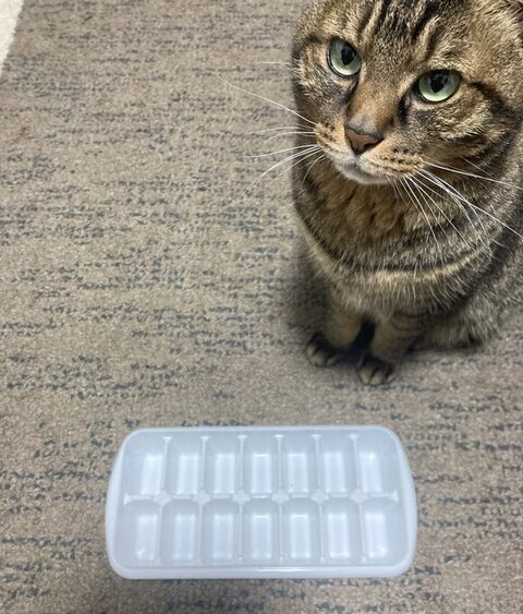 お座りしてるにゃんちゃん