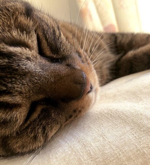 寝てるにゃんちゃんアップ