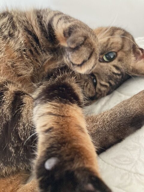 グーの手にアゴをのせるまるくん