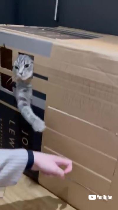 ダンボールハウスをノックする手