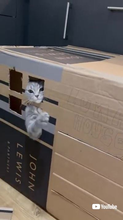 飼い主の手を払う猫